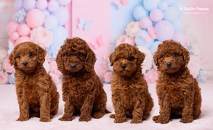 Faith and Jetts F1B Cavapoos